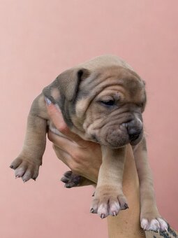 American Bully XL - Exkluzivní spojení šampionů - 5