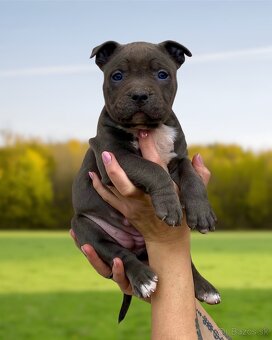 American Bully XL - Exkluzívne spojenie šampiónov - 5