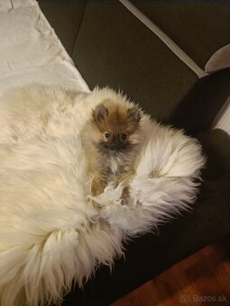 Mini pomerian - 5