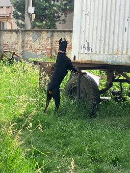 Doberman na krytie - 5