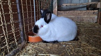 Kalifornský králik - 5