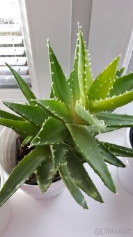 Predam izbové kvety 3e za kus - 5