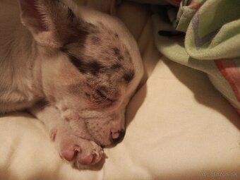 Diamond merle biela - 5