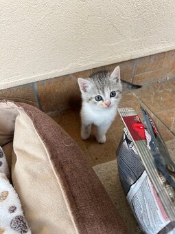 Darujem maciatka - 5