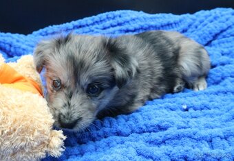 Pyrenejský ovčák - štěňátka s PP - 5