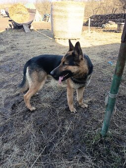 Predám nemecký ovčiak - 5