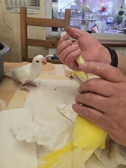 Predám alexander malý - 5