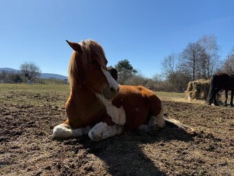 Pony kobylka - 5