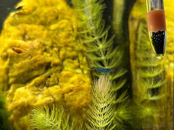 Krevetky neocaridina Blue Dream - 5