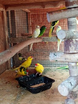 Kakariky červenočelė - 5