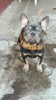 Francúzsky buldoček,buldog, krásne samec - 5