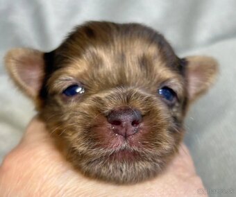 Yorkshire Terrier s PP - 5