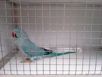 Alexandre malé ročník 24(DNA+PBFD test). - 5