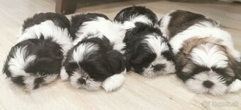 Shih-tzu s PP posledné šteniatko (shih tzu, shitzu, si-tzu) - 5