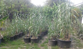 trstina obrovská Aruna Arundo-donax Trsteník - 5