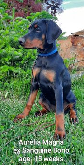 DOBERMANN šteniatka s P.P. - 5