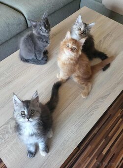 Mačiatka Maine Coon - 5