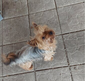 Yorkshire terrier, yorkshirsky terier, york - 5