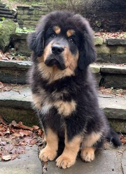 Tibetská doga - šteniatka s PP - 5