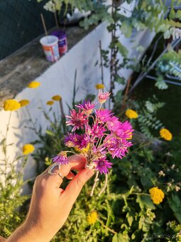 Fialový a biely sucho-kvet (slamienka) 🌸 - 5