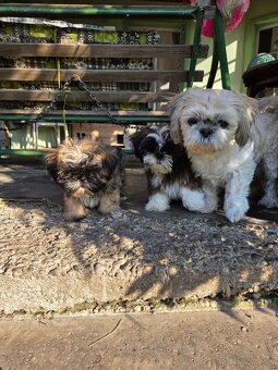 Šteniatka shi tzu - 5