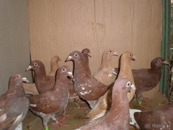 Predám poštové holuby Meulemans - 5