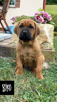 Tosa Inu - štěňátka s PP - 5