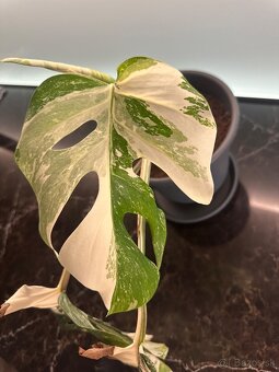 Monstera Albo - 5