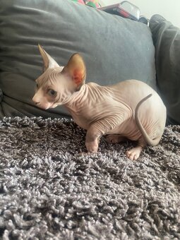 Sphynx macicka - 5