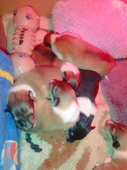 Dlhosrstá kólia - 5