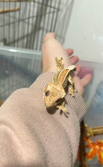 Pagekon riasnaty (correlophus ciliatus) - 5