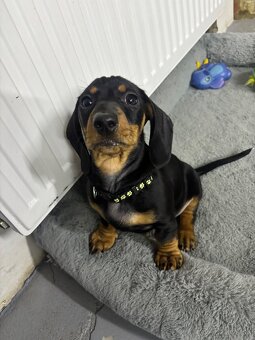 Jazvečík kratkosrstý - 5