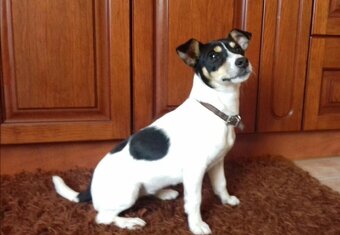 Jack Russell Teriér - 5