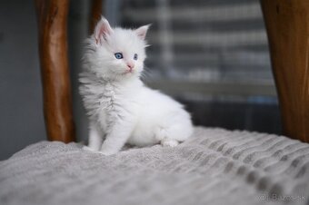 Mainská mývalia - maine coon - 2 mačiatka s modrými očkami - 5