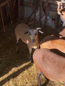 Predám kamerunskú ovcu a barana - 5