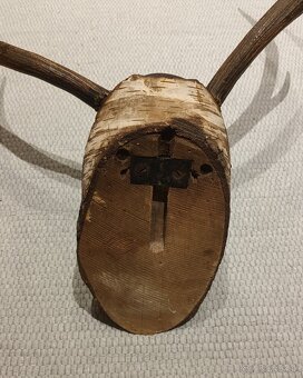 Stará poľovnícka trofej - jelenie parohy - 5