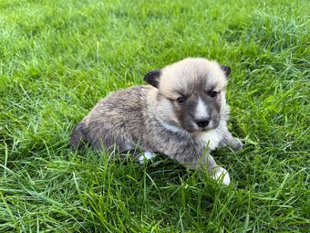 Welsh Corgi - 5