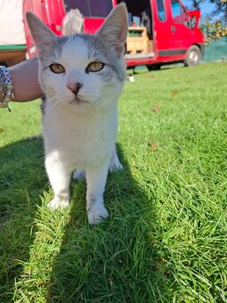 Darujem mačiatka - 5