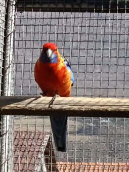 Rozely Adelaidské - 5