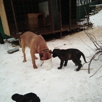 Cane corso - 5