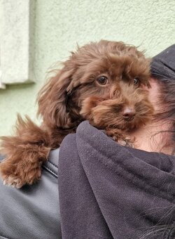 Maltipoo - 5