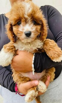 cavapoo dievča - 5