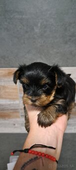 Yorkshirsky terier - 5