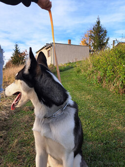 🐾 DARUJEME DO DOBRÝCH RÚK – SIBÍRSKA HUSKY DAISY 🐾 - 5