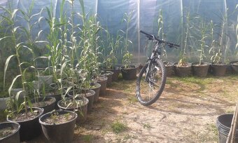 trstina Aruna-Arundo-donax-Trsteník,trstina obrovská - 5