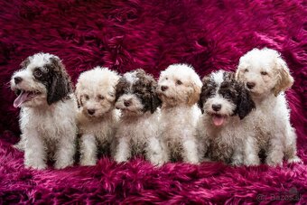 Lagotto romagnolo s PP (italský vodní pes) - 5