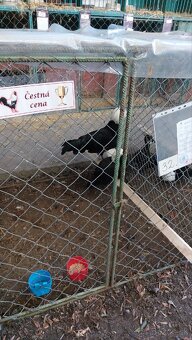 Zdrobnelá Holandanka čierna bielochocholatá - 5