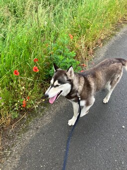 Sibirsky husky - 5