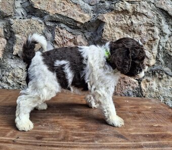 Lagotto Romagnolo/Taliansky vodný pes s PP - 5