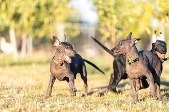 Mexický naháč - 5